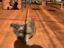 16.06. Mariental war strange 