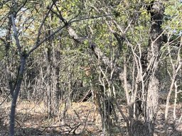 Ethosha Nationalpark