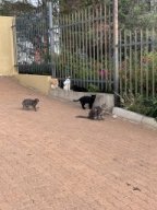 Campus-Katzen :)
